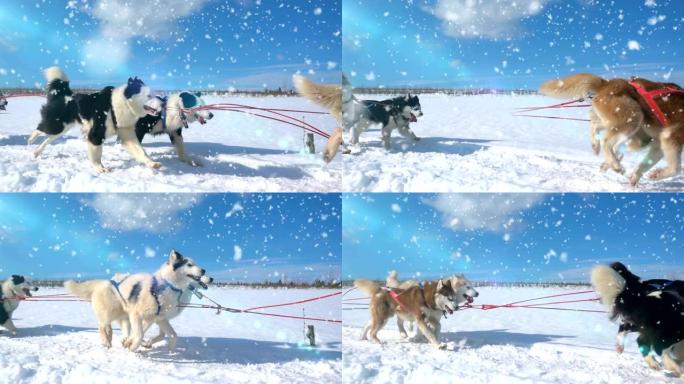 被狗驾驭的狗繁殖哈士奇拉雪橇与人，慢动作，视频循环