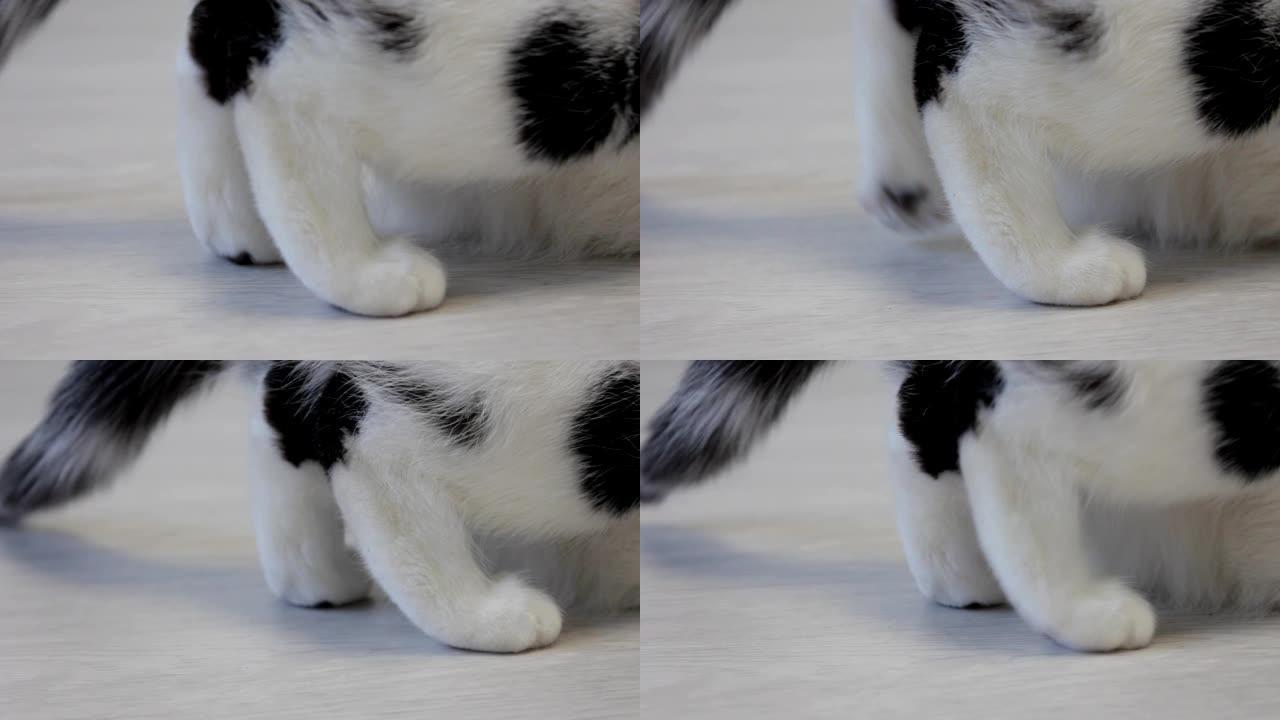 黑点白猫对后腿进行分类，特写