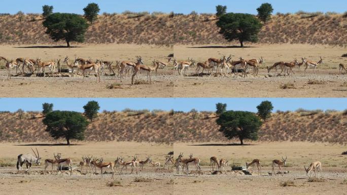 跳羚羚羊群参观南非卡拉哈里沙漠水坑的时间流逝