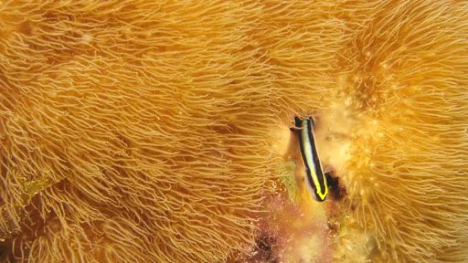 作为库拉索岛周围加勒比海珊瑚礁一部分的虎尾鱼的特写