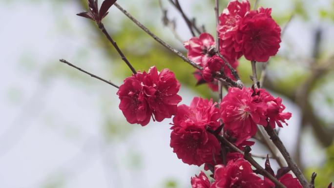 春天开放的各种花朵梨花桃花紫荆花等观赏花