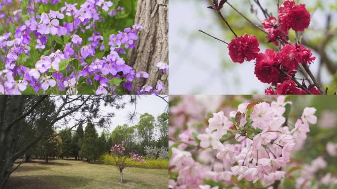 春天开放的各种花朵梨花桃花紫荆花等观赏花