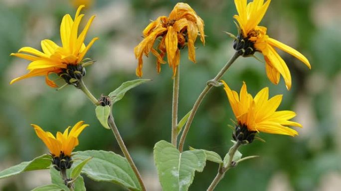 菊芋的花朵 (Helianthus tuberosus