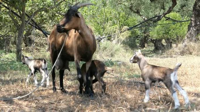 带孩子的山羊，希腊小树林中的幼崽