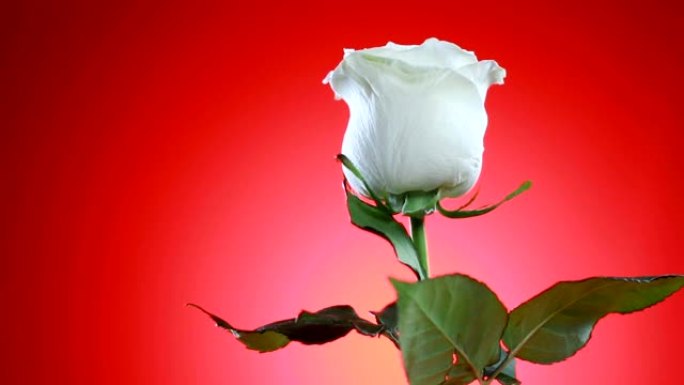 白色玫瑰花旋转特写红色背景。爱的象征。情人节卡片设计。