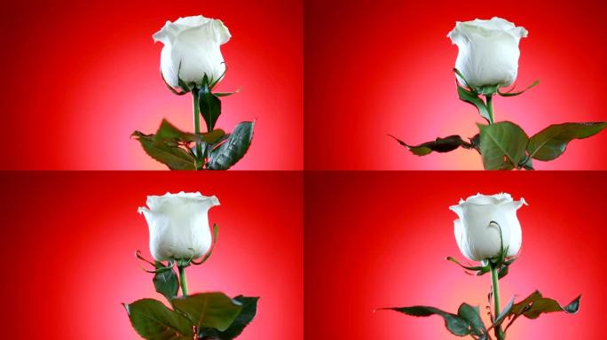 白色玫瑰花旋转特写红色背景。爱的象征。情人节卡片设计。
