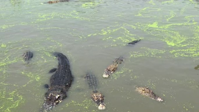 北榄鳄鱼农场和动物园。是世界上最大的鳄鱼养殖场泰国。