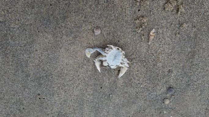 沙滩上死去的仰卧蟹和沙滩上的小石头
