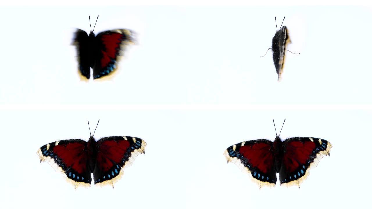 红色黑色蝴蝶在白色孤立背景上拍打翅膀