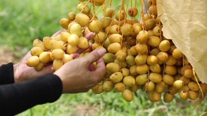 有机农场树上的新鲜椰枣树 (Phoenix dactylifera) 花束。