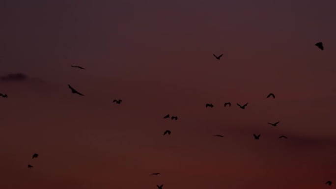 一群果蝠飞越日落天空的壮丽镜头
