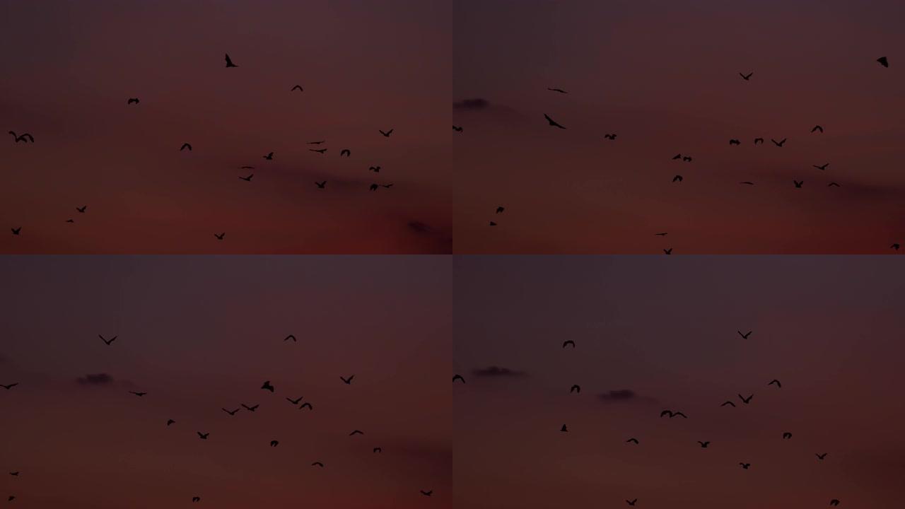 一群果蝠飞越日落天空的壮丽镜头