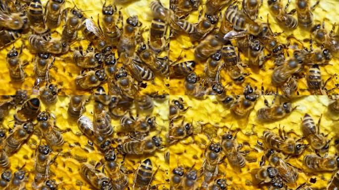 蜂巢中的蜜蜂。天然蜂蜜，蜜蜂会产生蜡并从中建立蜂窝。