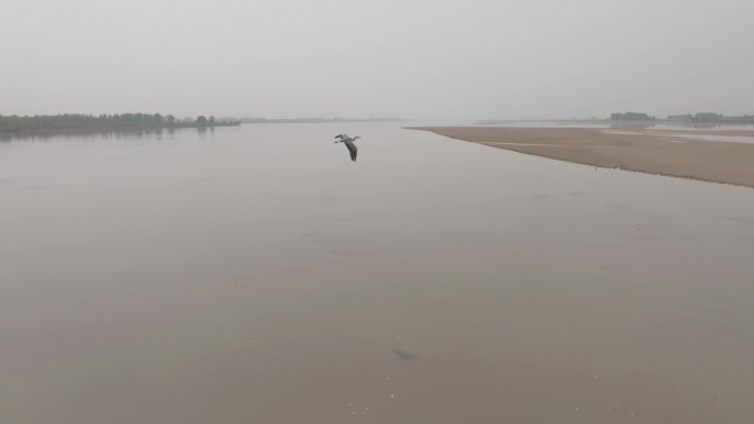 飞禽 动物跟拍 航拍 4k 原素材 黄河