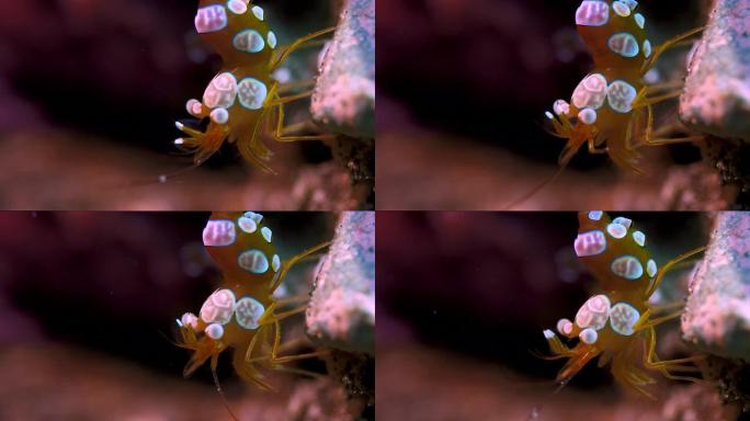 蹲下的海葵虾，Thor amboinensis，在礁石上跳舞