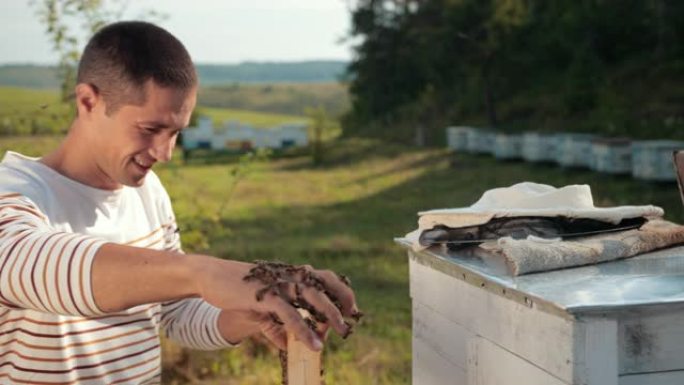 男子养蜂人检查蜂窝并用手收集蜜蜂