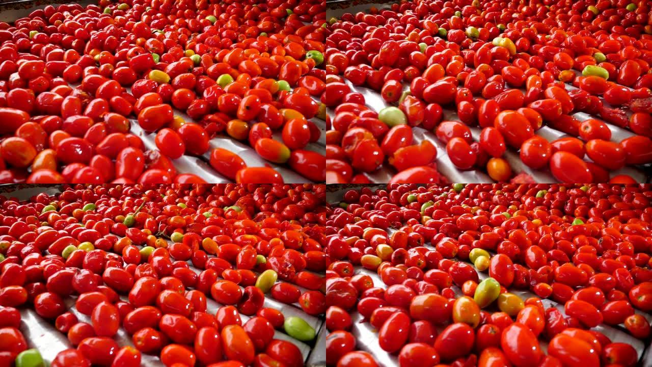 在番茄加工厂的传送带上快速移动的新鲜西红柿堆