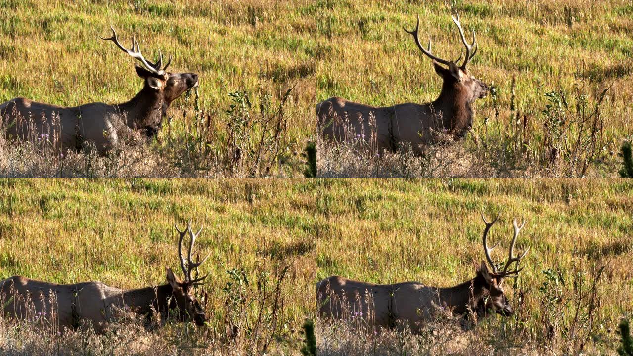 在麦迪逊河附近的灌木丛中觅食的公牛麋鹿的特写