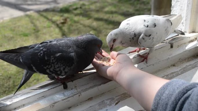 春天晴天用手喂鸟鸽子。