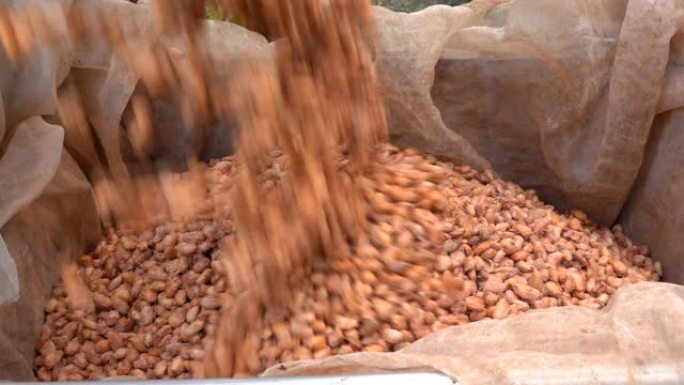 可可豆在木箱中发酵以产生巧克力风味。