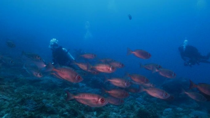 在珊瑚礁游泳的红色大眼学校 (Priacanthus hamrur)
