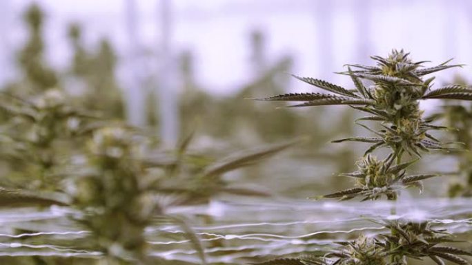 室内大麻产业农场的详细大麻芽焦点转移