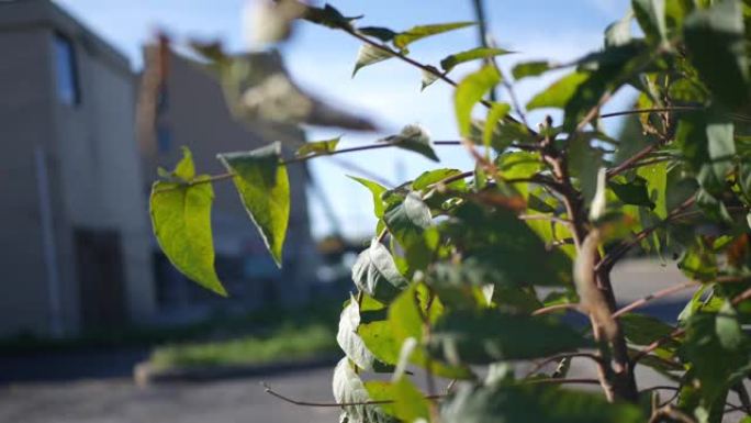 生长在萧条地区的漆树植物