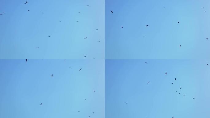 成群的水海鸟在蓝色晴朗的天空中飞翔