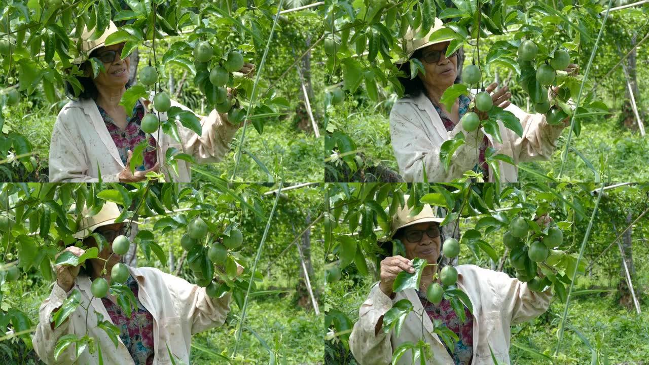 树上有新鲜绿色生百香果的泰国老亚洲妇女