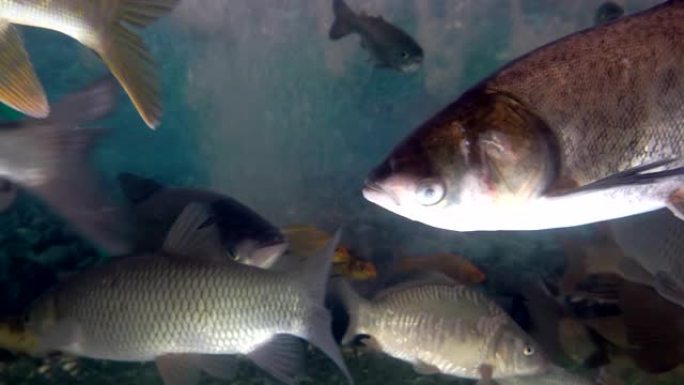 鱼市水族馆中受欢迎的淡水鱼品种