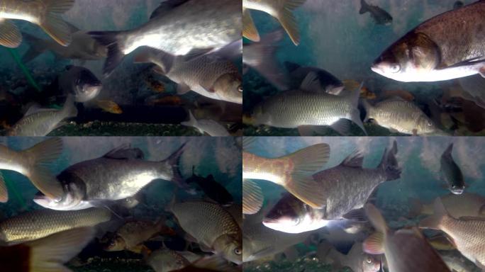 鱼市水族馆中受欢迎的淡水鱼品种