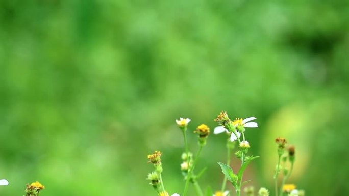 二十一点或Bidens pilosa的好处嫩芽被煮沸或油炸食用