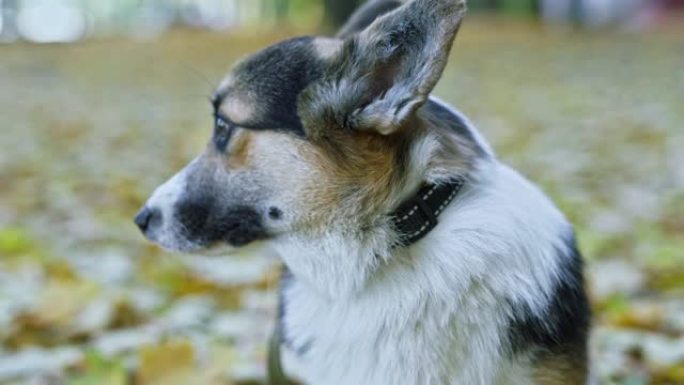 有趣的狗威尔士柯基犬彭布罗克犬站在公园的户外地面上被掉落的黄色树叶覆盖