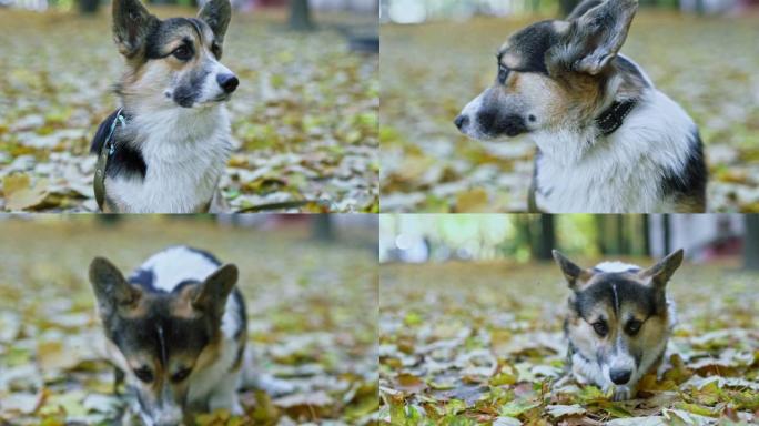 有趣的狗威尔士柯基犬彭布罗克犬站在公园的户外地面上被掉落的黄色树叶覆盖