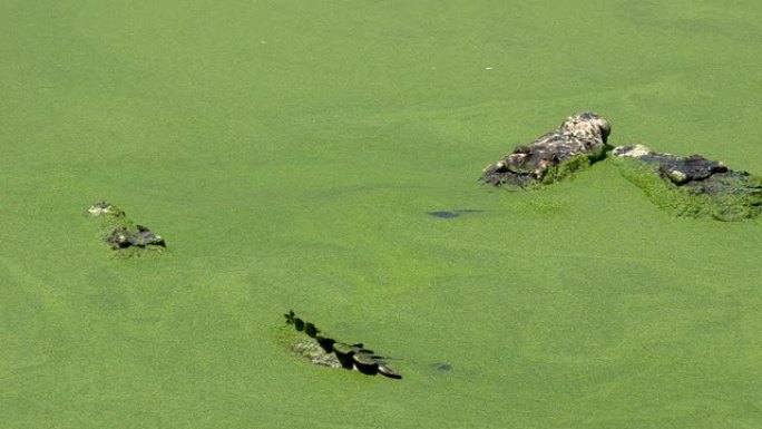 漂浮在水中寻找猎物的大型鳄鱼早上在公共沼泽中寻找食物，以录像作为证据。