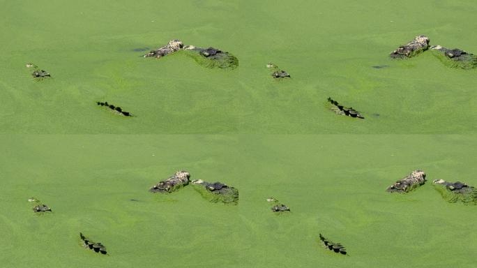 漂浮在水中寻找猎物的大型鳄鱼早上在公共沼泽中寻找食物，以录像作为证据。