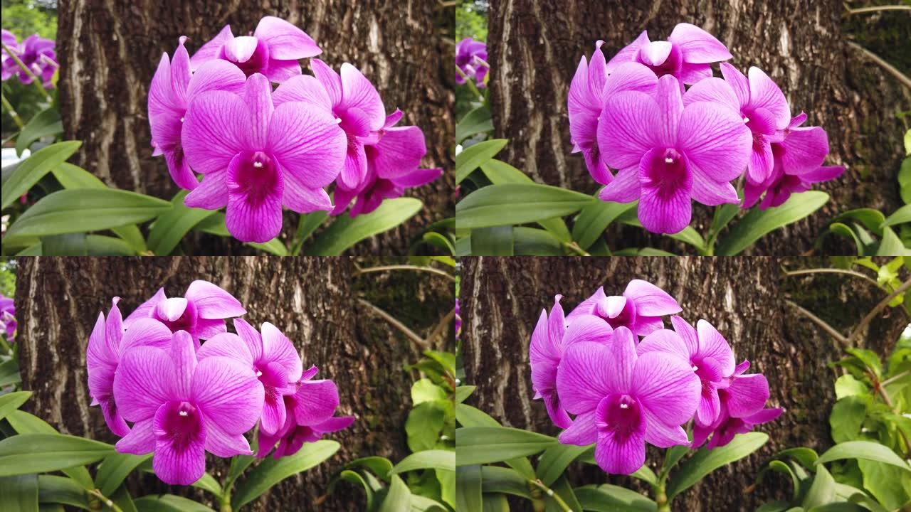 紫色兰花花