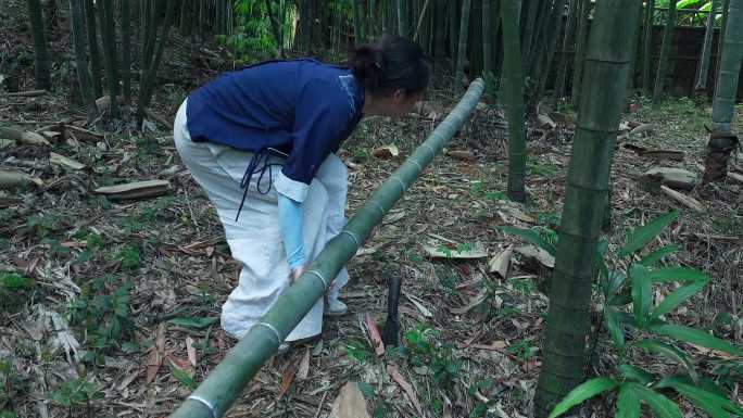 女子砍伐竹子竹林扛回家 组镜