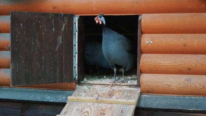 好奇的美丽的黑豚鸟离开他们的房子寻找食物