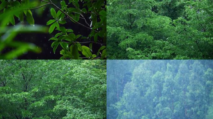 森林中的大雨 大雨 雨 暴雨 森林 树林