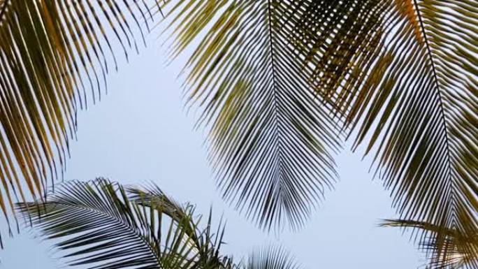 椰子叶随风移动。底视图