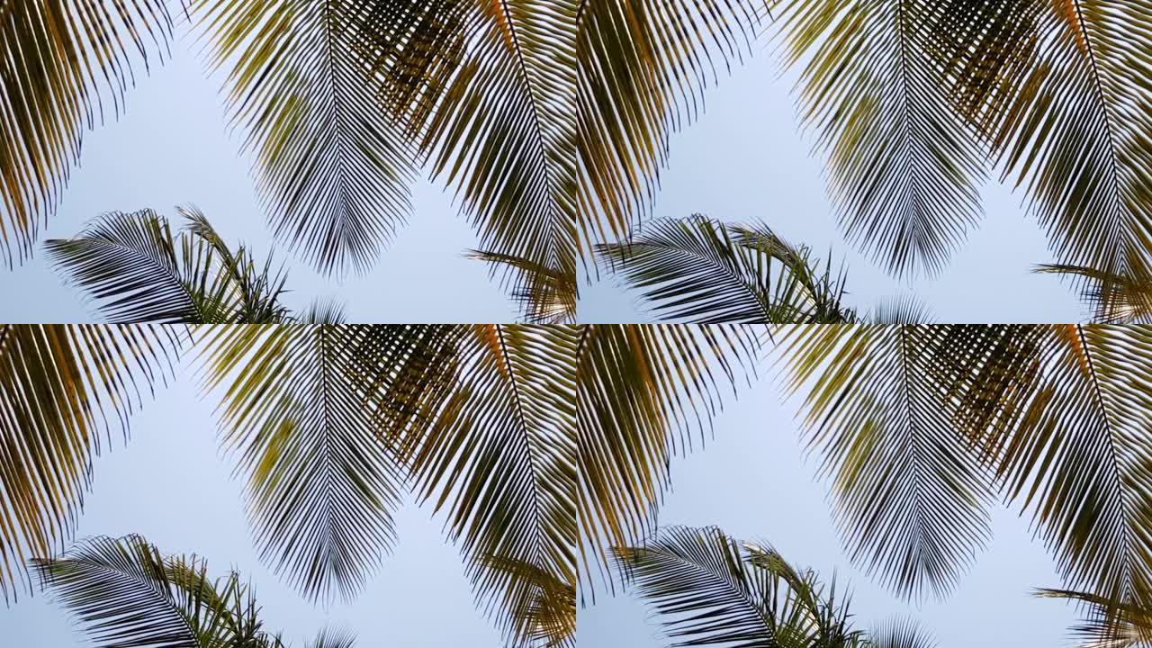 椰子叶随风移动。底视图