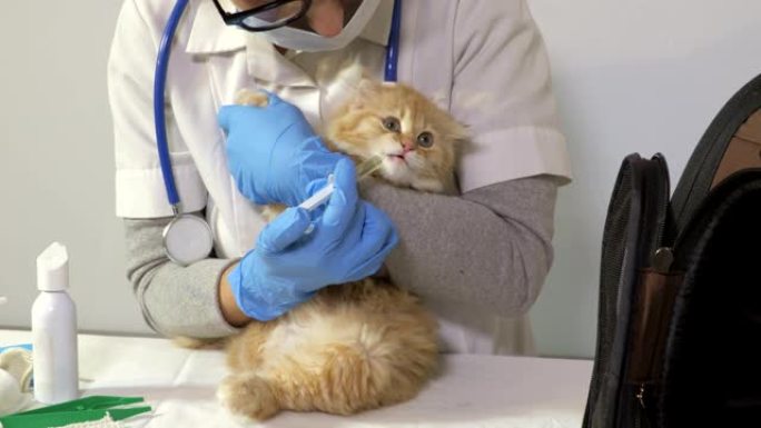 兽医医生给猫吃药