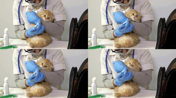 兽医医生给猫吃药