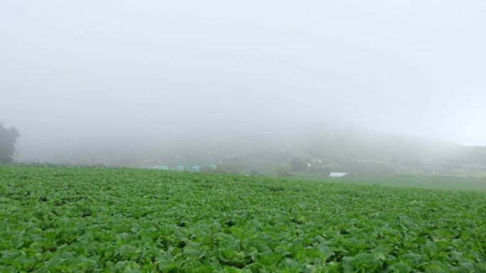 Phu Thap Berk山的白菜田和雾