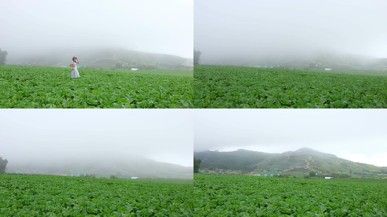 Phu Thap Berk山的白菜田和雾