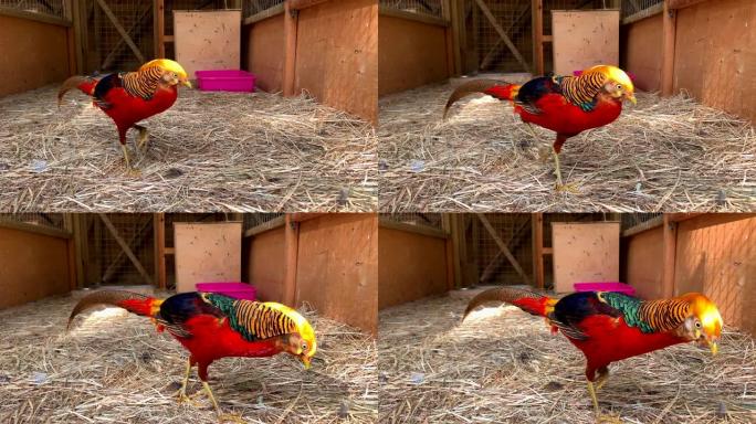 一只美丽的野鸡金红的慢动作视频。