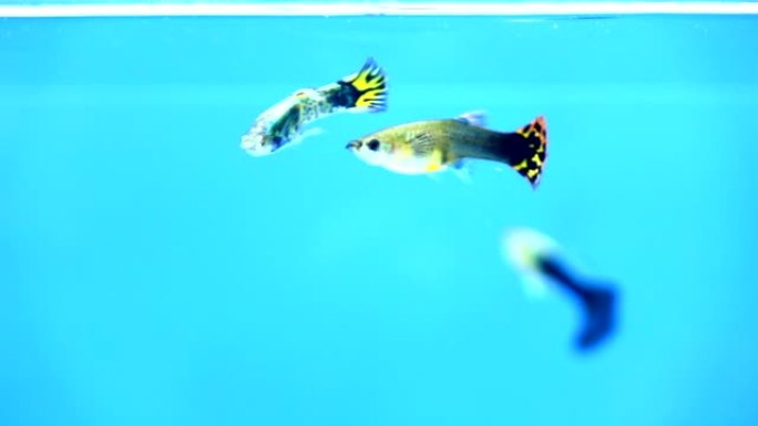 小孔雀鱼游泳慢动作