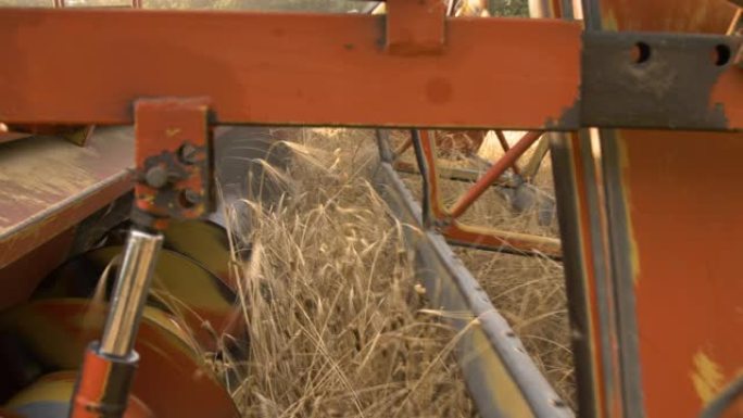 脱粒机耕作在金麦田。脱粒机在意大利工作。
