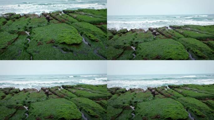 新北市4k老美绿礁。沿海的毯子花盛开